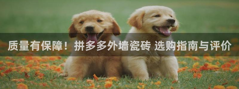 杏鑫平台代理怎么做