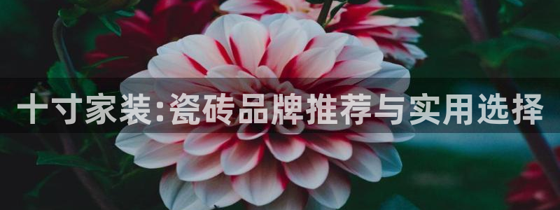 杏鑫平台代理怎么做的