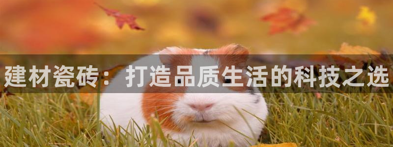 杏鑫平台登录地址在哪